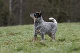 BOUVIER AUSTRALIEN 396